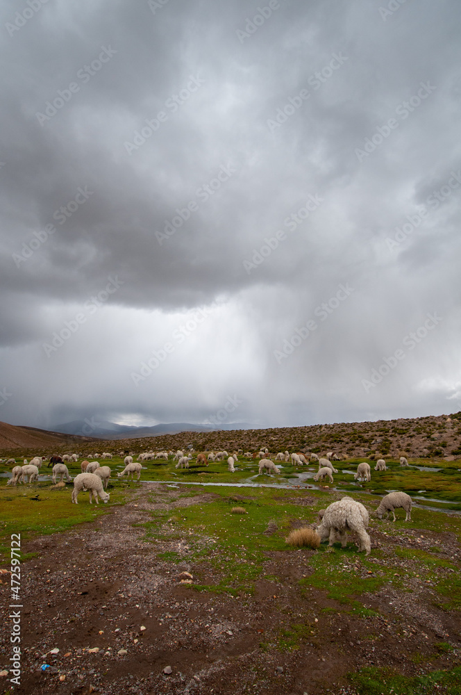 Fototapeta premium Llamas and storm