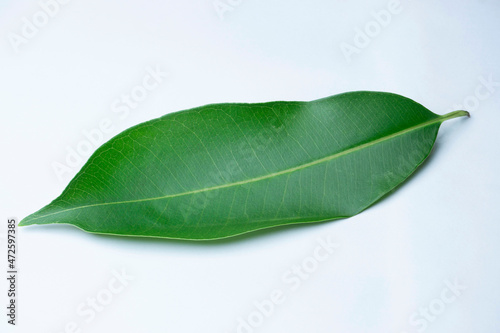 Leaf of Syzygium cumini, commonly known as Malabar plum, jamun or jambolan, Satara, Maharashtra, India photo