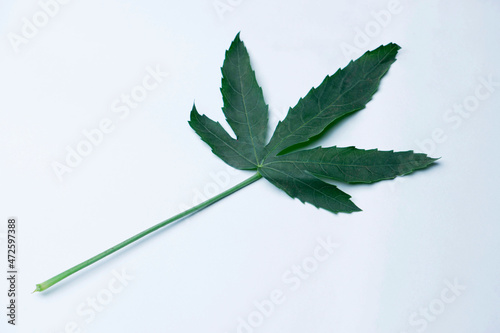 Leaf of Gongura a plant, Roselle or Hibiscus sabdariffa grown for its edible leaves in India, Satara, Maharashtra, India. Used in south central Indian cuisine to impart a tart flavour photo