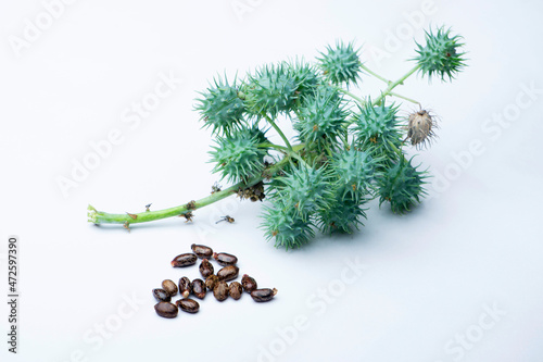 Ayurvedic castor oil seeds, Ricinus communis, Chemical Components - Ricine, poisonus. Used medicinally. Satara, Maharashtra, India photo