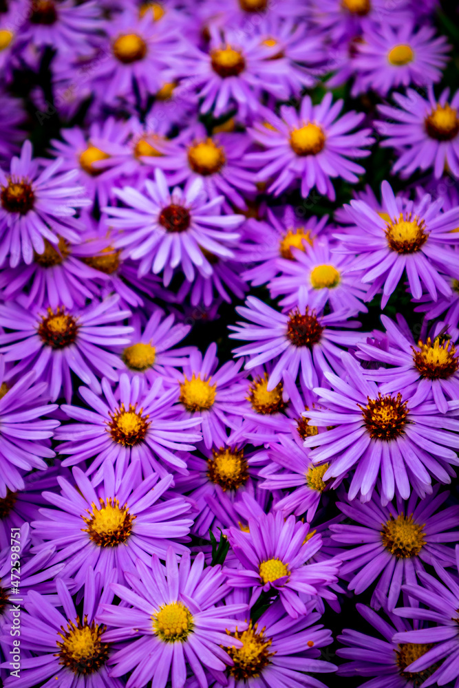 Wunderschöne Blütenpracht im heimischen Garten Wunderschöne Blütenpracht im heimischen Garten