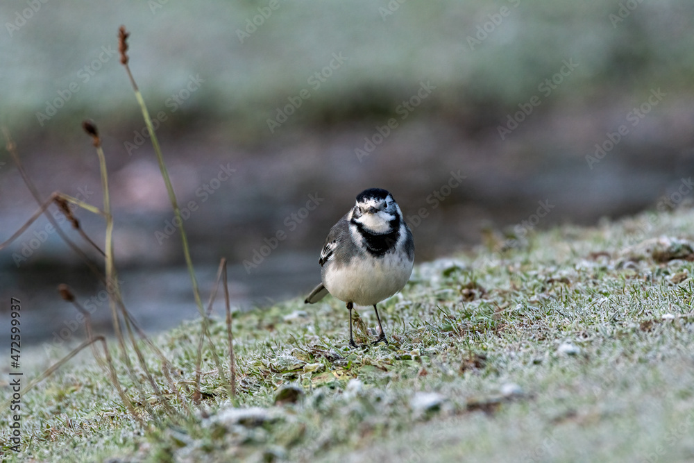 Adult Pied Wagtail, Motacilla Alba Yarrellii on frozen grassland. Adult Pied Wagtail, Motacilla Alba Yarrellii on frozen grassland.