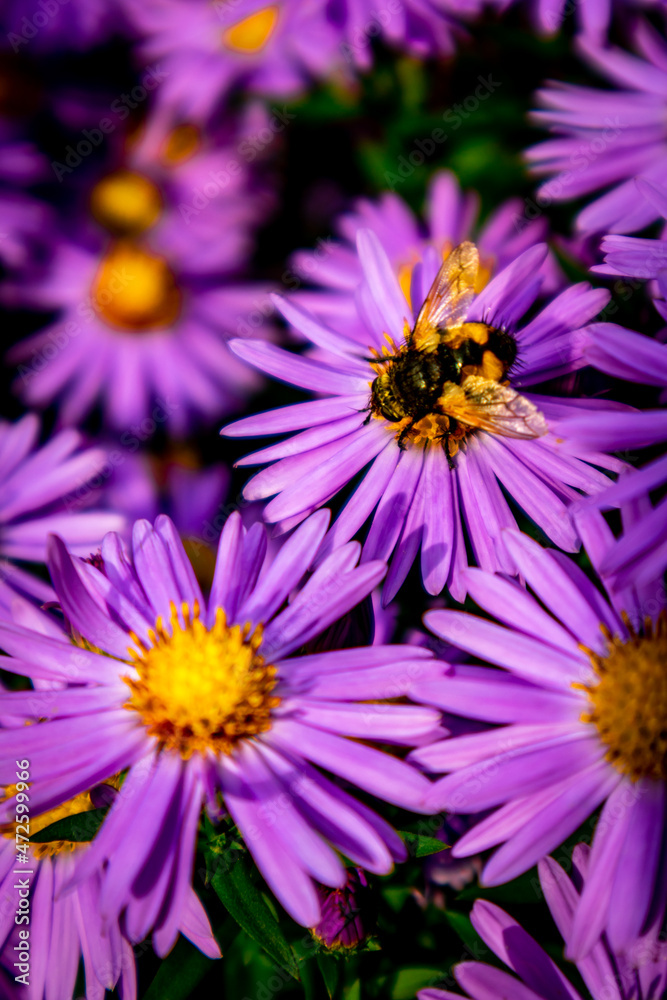 Wunderschöne Blütenpracht im heimischen Garten Wunderschöne Blütenpracht im heimischen Garten