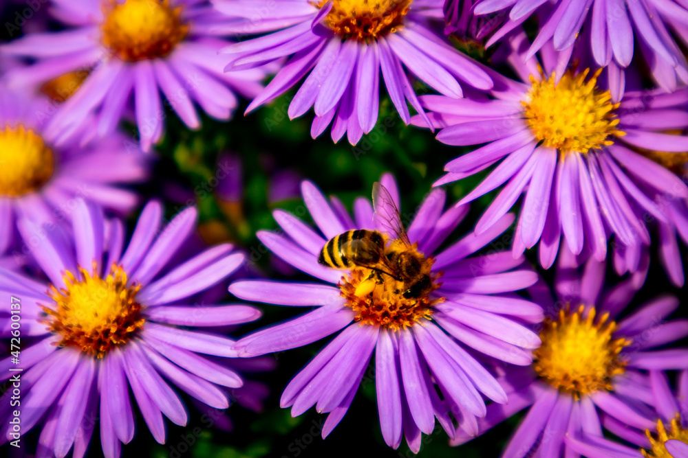 Wunderschöne Blütenpracht im heimischen Garten Wunderschöne Blütenpracht im heimischen Garten