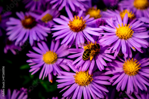 Wundersch  ne Bl  tenpracht im heimischen Garten 