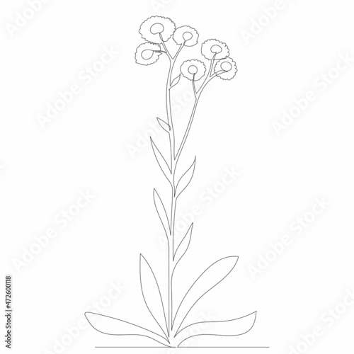 flowers drawing by one continuous line  sketch