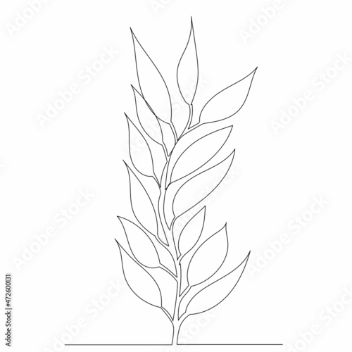 plant drawing by one continuous line  sketch  vector