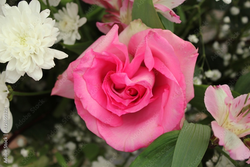 pink roses in garden