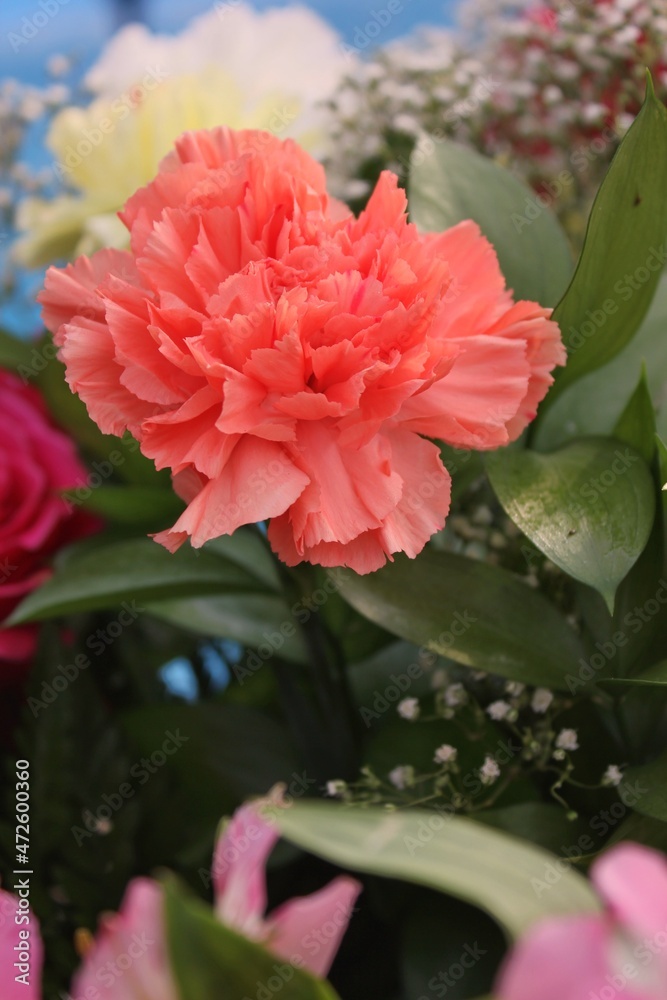 Orange carnation flower Orange carnation flower