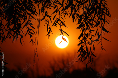 A photograph of the large sun setting over the horizon. Dark silhouettes of trees against the orange sky. Beautiful magical sunset.
