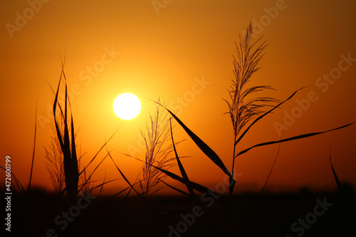 A photograph of the large sun setting over the horizon. Grass and plants on the background of the orange sky. Beautiful magical sunset.