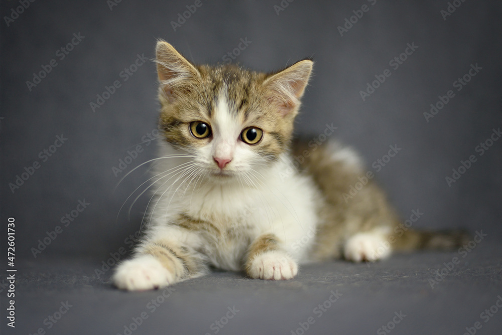 Little kitten on a gray background