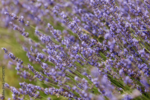 lavender bushes close up, Provence, Plateau Valensole. Beautiful image of lavender field.Lavender flower field, image for natural background.Very nice view of the lavender fields.