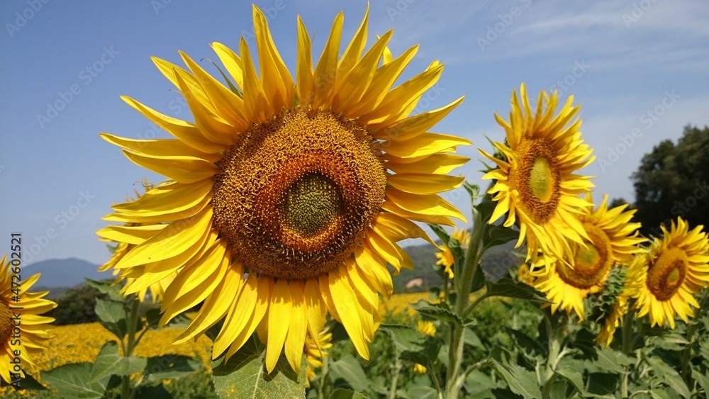 Sunflower natural background, Sunflower blooming, Sunflower oil improves skin health and promote cell regeneration, Sunflower natural background, Sunflower blooming, Sunflower oil improves skin health and promote cell regeneration,