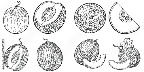 Melon realistic vector sketch. Decorative retro style collection hand drawn farm product for restaurant menu, market label, logo, emblem and  kitchen design. Decoration for food packaging.