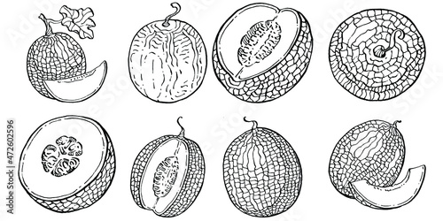 Melon realistic vector sketch. Decorative retro style collection hand drawn farm product for restaurant menu, market label, logo, emblem and  kitchen design. Decoration for food packaging.