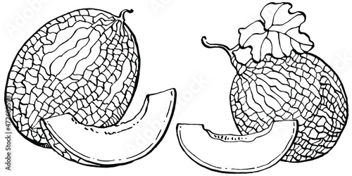 Melon realistic vector sketch. Decorative retro style collection hand drawn farm product for restaurant menu, market label, logo, emblem and  kitchen design. Decoration for food packaging.