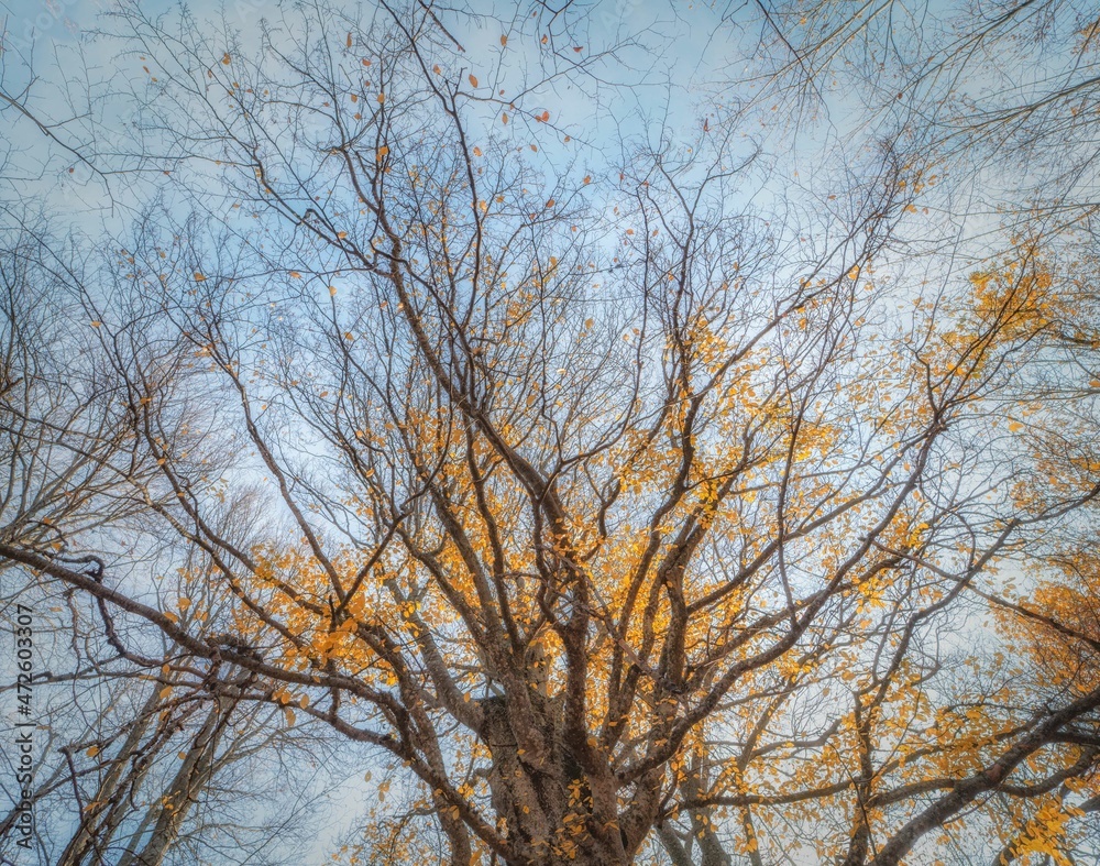 Beautiful autumn beeches with yellow foliage Beautiful autumn beeches with yellow foliage