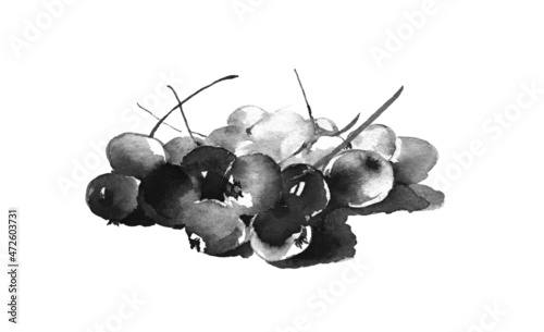 Cranberries, an edible wild berry. Healthy food. Illustration in black ink, isolated on a white background in watercolor technique and hand-drawn style.