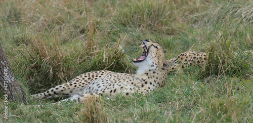 cheetah resting yawning showing its sharp teeth in the wild grasses of the masai mara, kenya