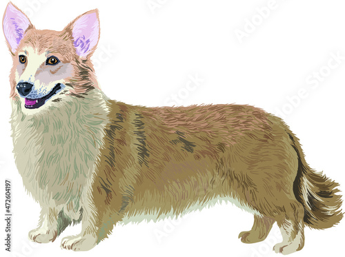 Drawing welsh corgi, art,illustration, funny dog, vector