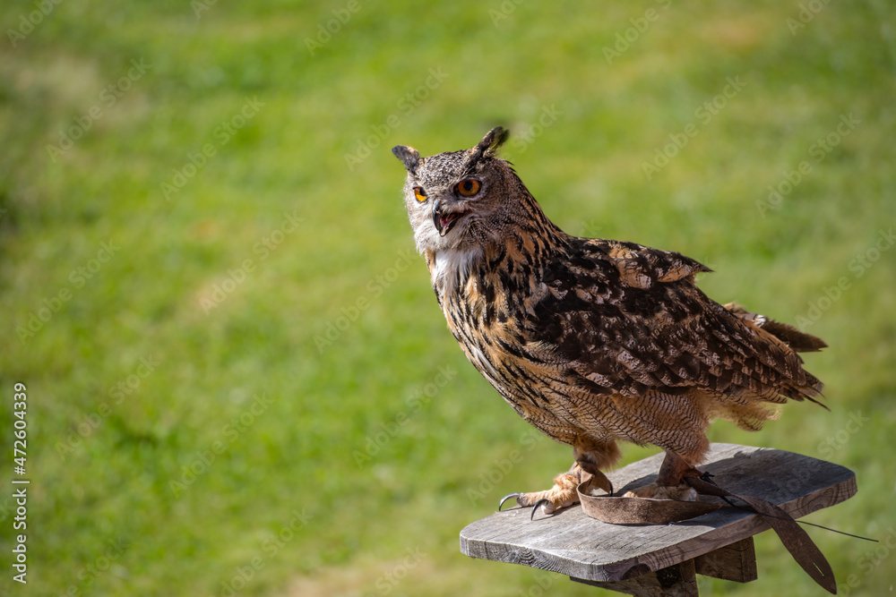 Obraz premium The Eurasian eagle-owl (Bubo bubo) is a species of eagle-owl that resides in much of Eurasia.