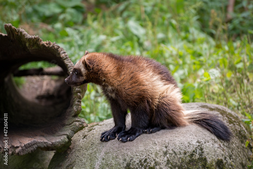 The wolverine is the largest land-dwelling species of the family Mustelidae. 