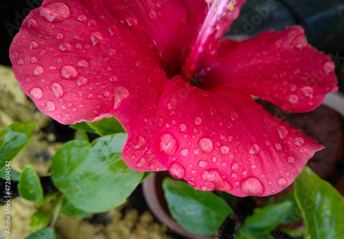 water drops on petals of pink hibiscus flower, closeup of dew droplets, nature photography