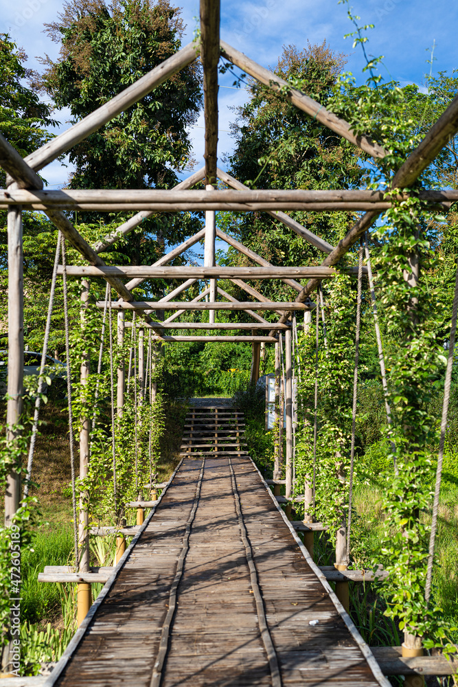 Obraz premium Immature cereals and wheat are grown on this agricultural field.