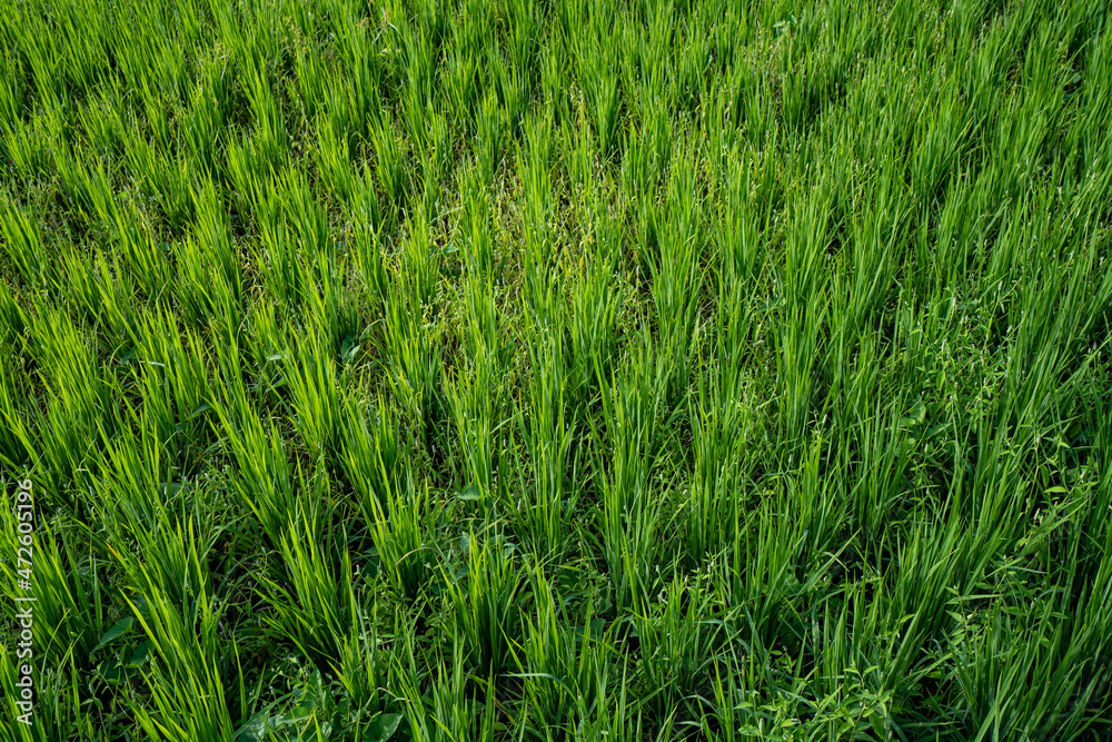 Immature cereals and wheat are grown on this agricultural field. Immature cereals and wheat are grown on this agricultural field.