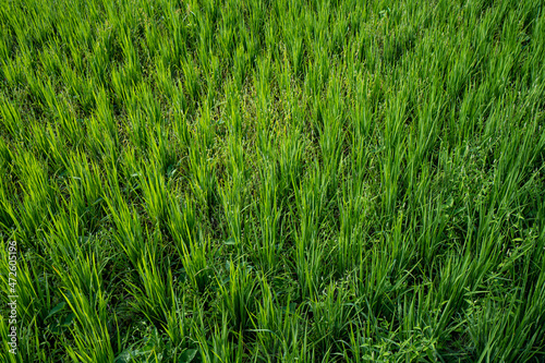 Immature cereals and wheat are grown on this agricultural field.