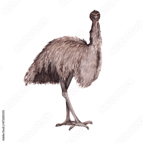 Ostrich Emu. isolated on white background. photo