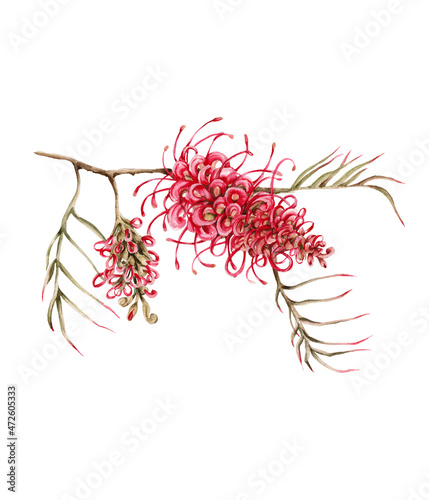 Australian flower. isolated on white background.