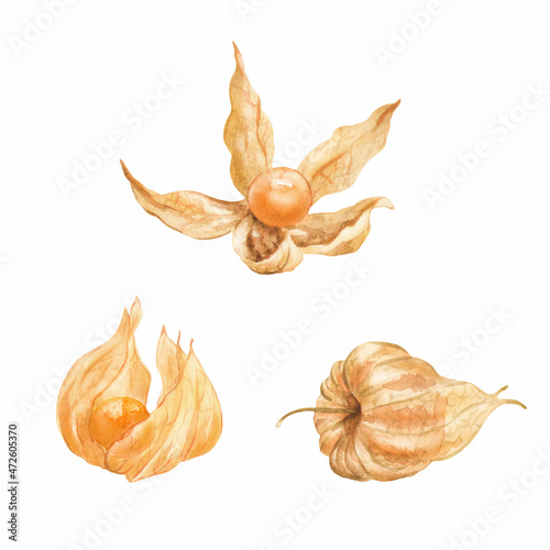 Set of ripe berries of physalis plant. Perfect for printing, web, textile design, scrapbooking, souvenir products.