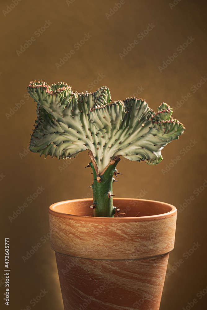 Euphorbia lactea in the pot. Grafted Coral Cactus. - obrazy, fototapety, plakaty 