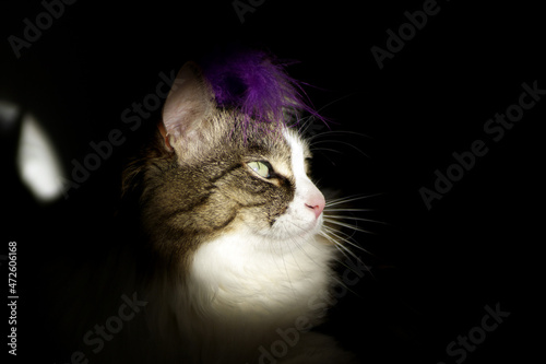 Photo of a gorgeous bold posing cat in a dark key