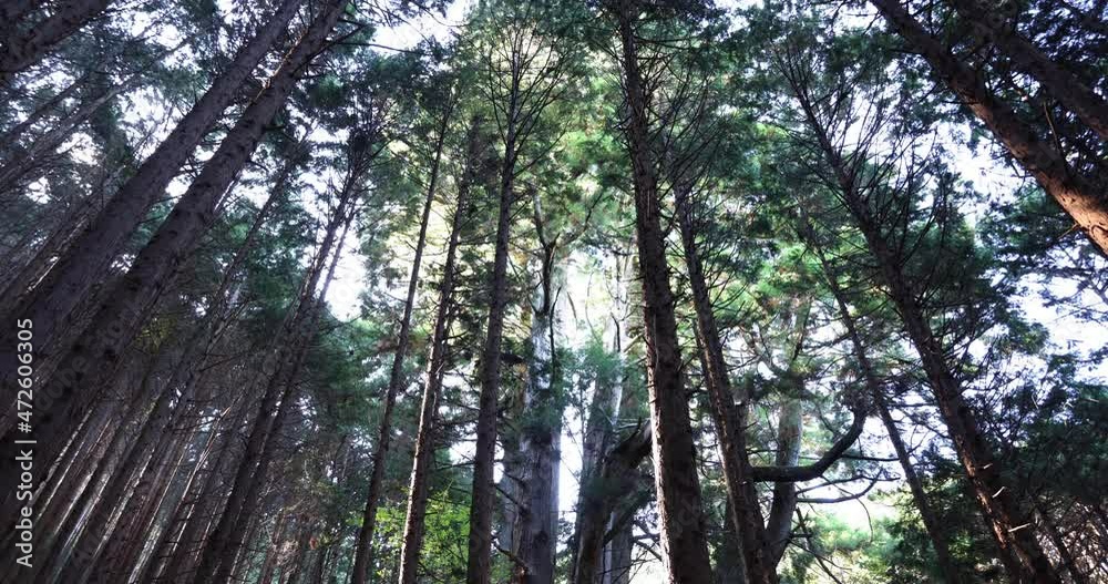 A Japanese big cedar tree in the mysterious forest daytime low angle A Japanese big cedar tree in the mysterious forest daytime low angle