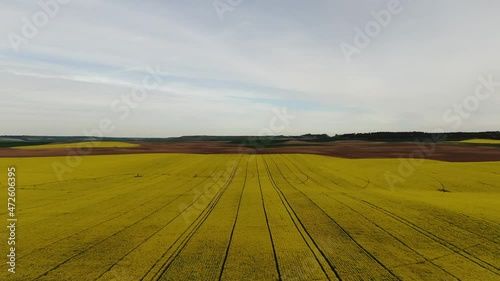 Yellow field of colza before harvest in Villalbarba, Valladolid, Spain. 4K Drone. Dolly In Aerial Footage