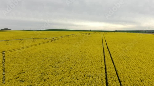 Impact sprinkler on a colza field. Irrigation to obtain vegetable oil in Valladolid, Spain. 4K Drone. Aerial Cenital Footage
