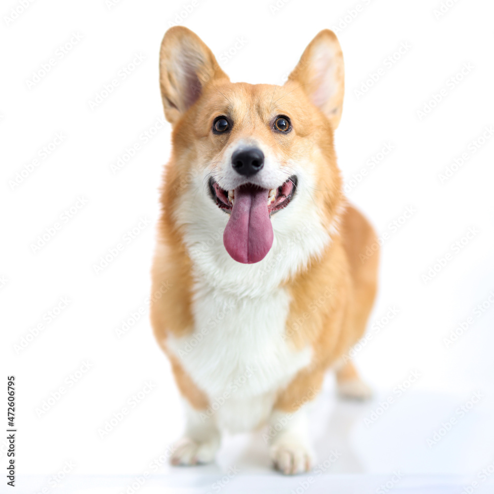 Corgi dog with his tongue sticking out on white background