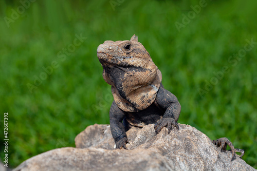 Iguana is a genus of herbivorous lizards that are native to tropical areas of Mexico.  © Andrey
