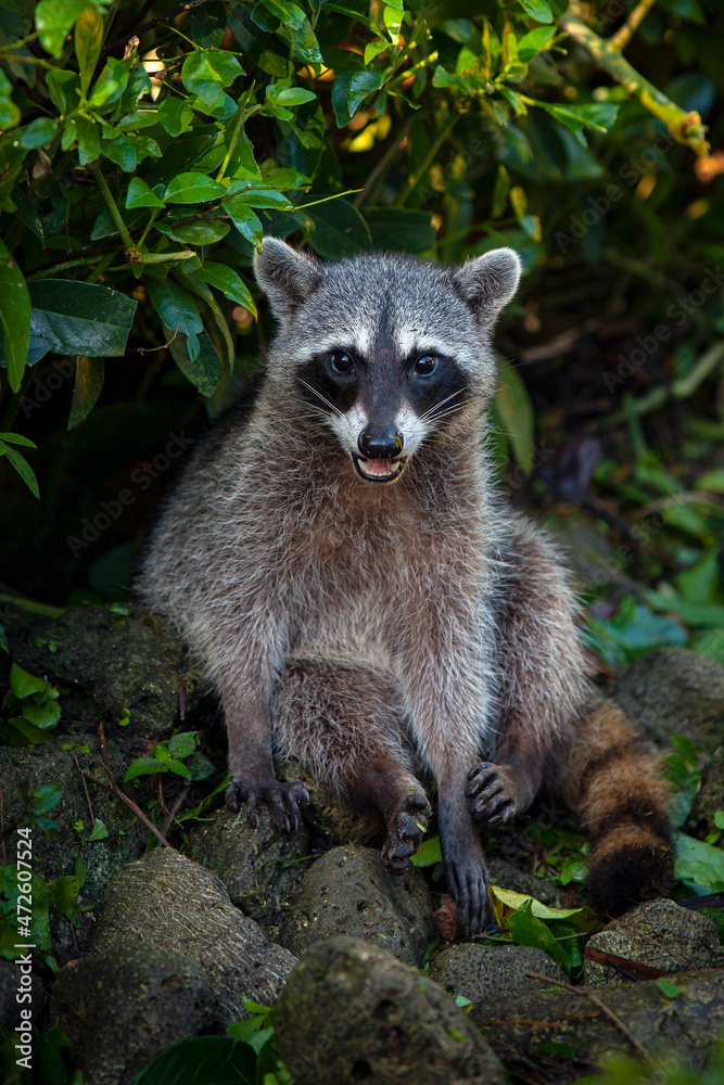 The raccoon is a medium-sized mammal native to North America.