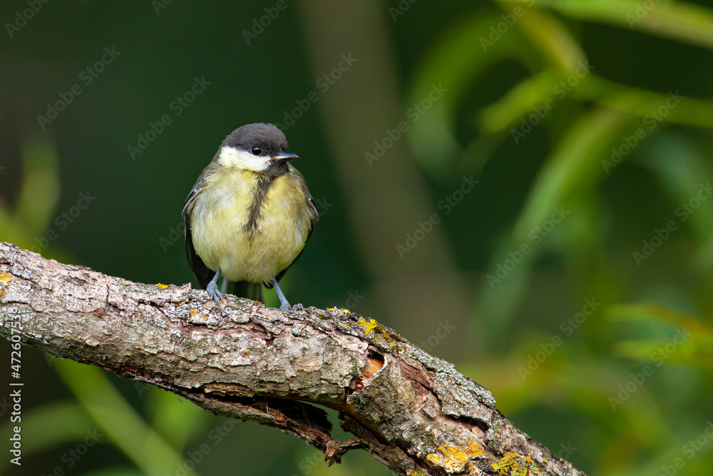 Obraz premium The great tit (Parus major) is a passerine bird in the tit family Paridae. 