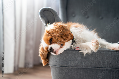 Fotografi Cavalier king charles spaniel leży śpi na fotelu kanapie