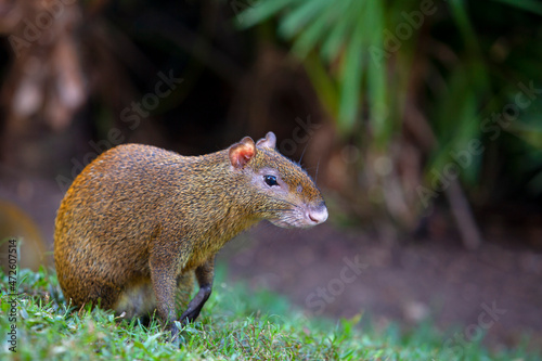 Agouti is a genus of mammals of the rodent order	
 photo