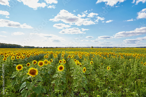 Yellow sunflowers growing in farm field near lush green trees of woodland on sunny summer day in countryside © maksim_e