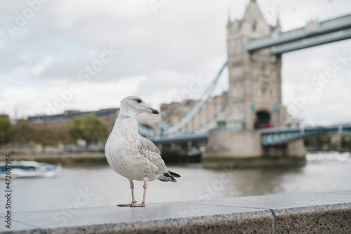 seagull on the Tower bridge