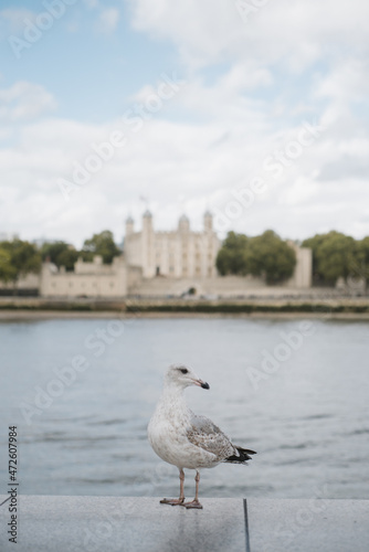 seagull on the pier and view of Tower of London