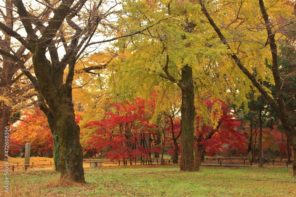 日本の寺。世田谷・九品仏の秋。紅葉に美しく染まる境内。浄真寺は9体の阿弥陀如来が安置されていることから九品仏と呼ばれている。サギソウの咲く寺としても知られる。境内にはたくさんの地蔵があり、秋には境内一面が紅葉に彩られる。 日本の寺。世田谷・九品仏の秋。紅葉に美しく染まる境内。浄真寺は9体の阿弥陀如来が安置されていることから九品仏と呼ばれている。サギソウの咲く寺としても知られる。境内にはたくさんの地蔵があり、秋には境内一面が紅葉に彩られる。