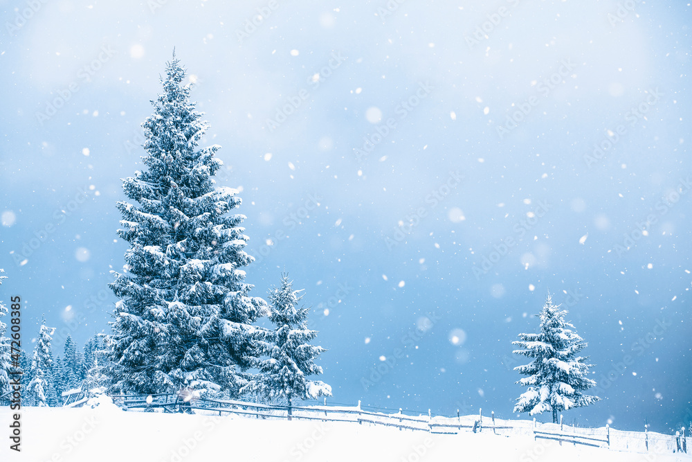 Obraz premium Trees covered with hoarfrost and snow in winter mountains - Christmas background